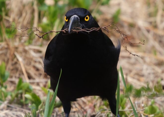 The Mysterious Power of the Raven Skull