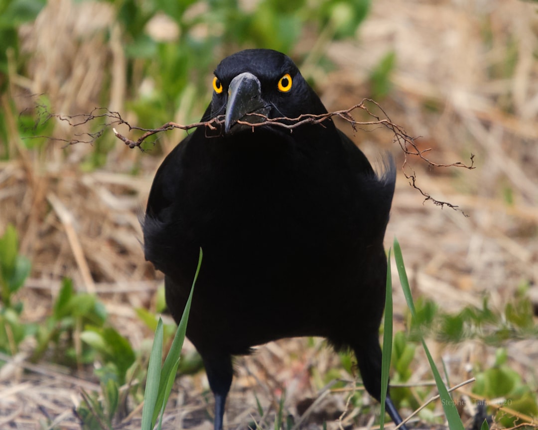 The Mysterious Power of the Raven Skull